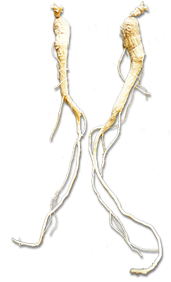 ginseng-root-2.png